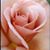 Mary Schefstad Furman's profile image