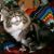 Elisa L Coulter's profile image