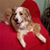 Carol Herman's profile image