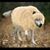 Jesse James's profile image