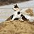 Janet Koehler's profile image