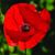 Nancy Bernard Strange's profile image