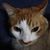 Brenda Reed Sharp's profile image
