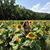 Katie Reginald's profile image