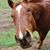 Marjie Abrahamson's profile image