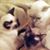 Janet Nathanson Bosnick's profile image
