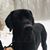 Angus Dane's profile image
