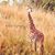 Michelle Wehr's profile image