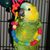 Alice Merlino's profile image
