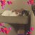 Yaris Al-hinnawi's profile image