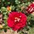 Cindy Griffin's profile image