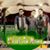 Muhammad Uzair's profile image