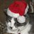 Susan Gray-Grainger's profile image