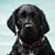 Brenda Sisler's profile image