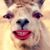 Shawn Beikzadeh's profile image