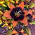 Melanie Maier Leib's profile image