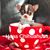 Valerie Haas Chis's profile image