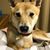 Lisa Sabolic Naill's profile image