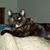 Nancy Collyer's profile image