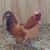 Sharyn Grams's profile image