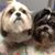 Sharon Warth's profile image