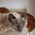 Susan Chambless's profile image