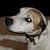 Joyce Lambeth's profile image
