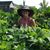 Kathy Lentz's profile image