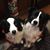 Linda Hohner-Foster's profile image