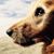 Monica Dahmen's profile image