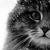 Laura Showman's profile image