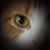 Walter Peter's profile image