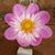 Lori Groscost's profile image