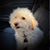 Forest Oak's profile image