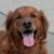 Karena Johnson Butler's profile image