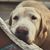 Corinne Elizabeth King's profile image