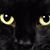 Jake Meizinger's profile image