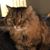 Angi Lyon-Thompson's profile image