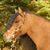 Deborah Coburn's profile image