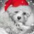 Carolyn Broughton's profile image