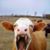Vamprealm Usa-Europe's profile image