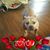 Darlene Dorman's profile image