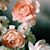 Sharon Mirabal's profile image
