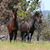 Valerie Vidal Campbell's profile image