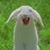 Robert Bitzan's profile image