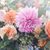Betty Hyde Sislo's profile image