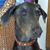 Petra Wallace's profile image