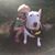 Laurel Sweet's profile image
