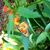 Lisa Schraeder's profile image