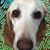 Paula Furlong's profile image